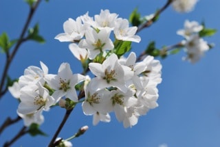 yoshino blossom